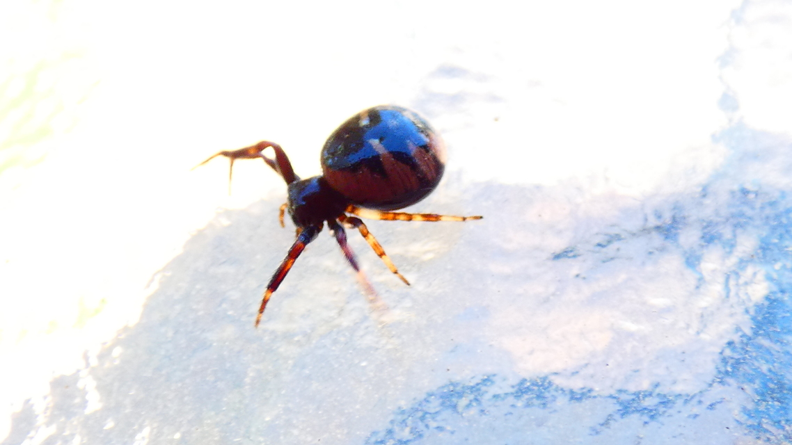 Synema globosum - fekete-sárga karolópók