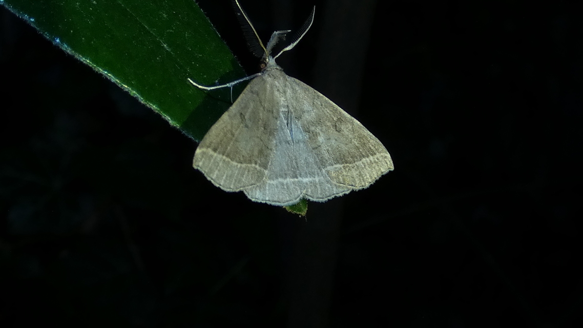 Pechipogo plumigeralis - tollascsápú karcsúbagoly