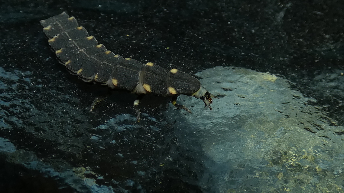 Lampyris noctiluca - nagy szentjánosbogár Lampyris noctiluca - nagy szentjánosbogár