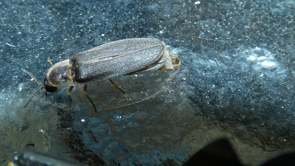 Lampyris noctiluca - nagy szentjánosbogár Lampyris noctiluca - nagy szentjánosbogár