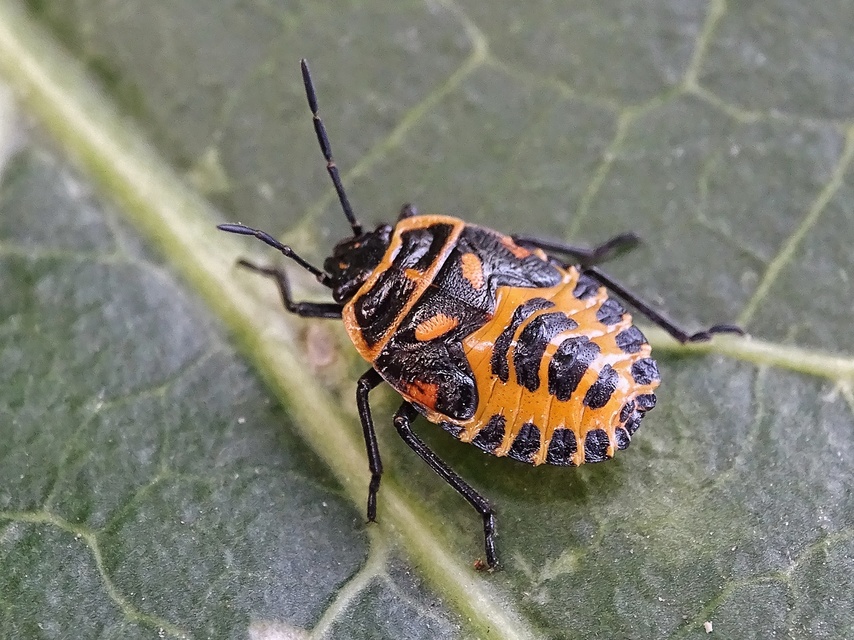 Eurydema