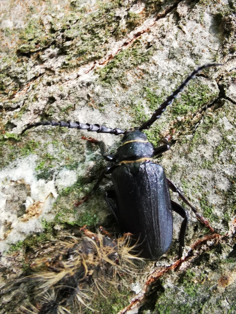 Prionus coriarius - csőszcincér