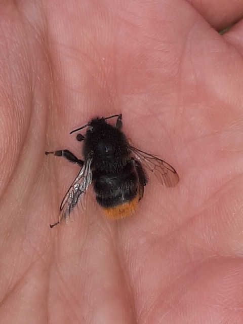 Bombus lapidarius - kövi poszméh