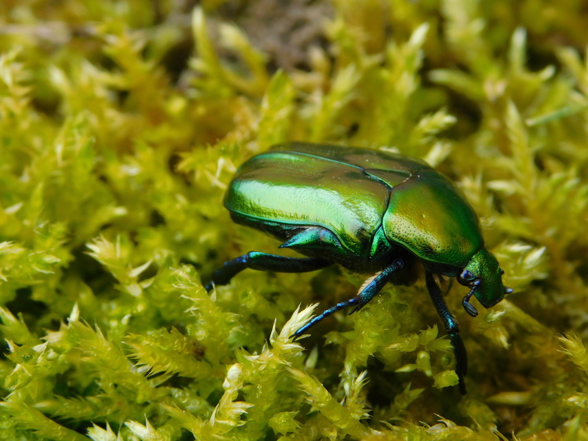 Protaetia affinis - smaragdzöld virágbogár