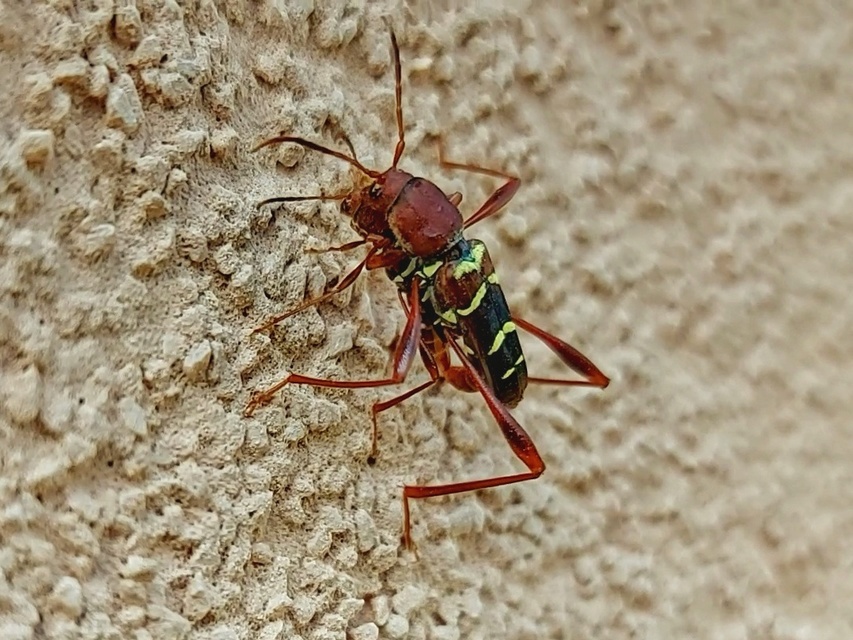 Neoclytus acuminatus - amerikai darázscincér
