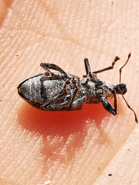Tanymecus palliatus - közönséges hegyesfarúbarkó