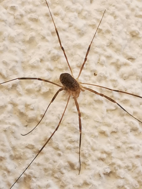 Opilio
