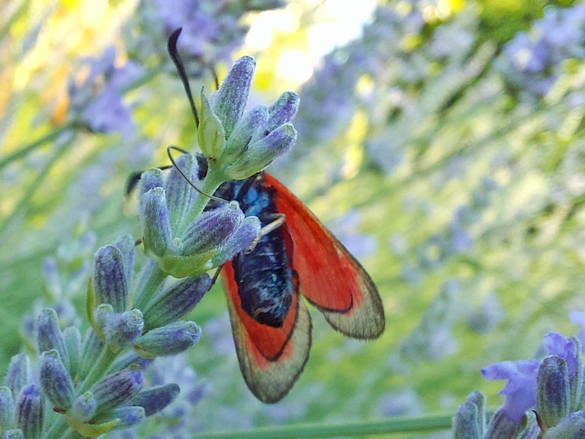 Zygaena loti - közönséges csüngőlepke