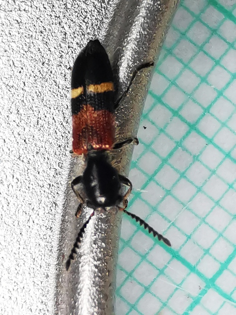 Tilloidea unifasciata - szőlő-szúfarkas