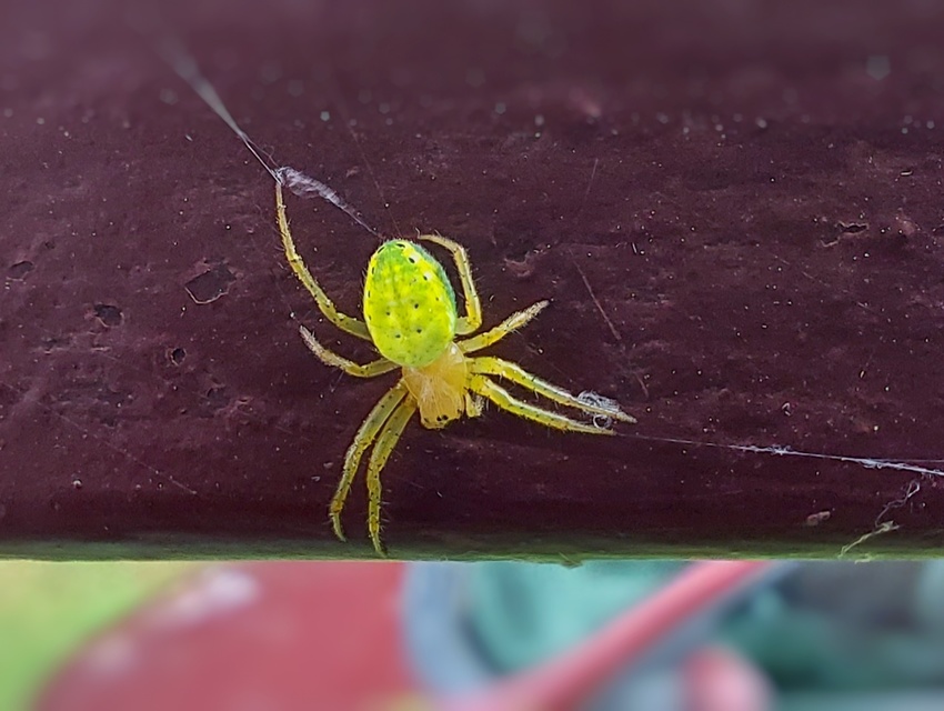 Araniella cucurbitina - zöld keresztespók