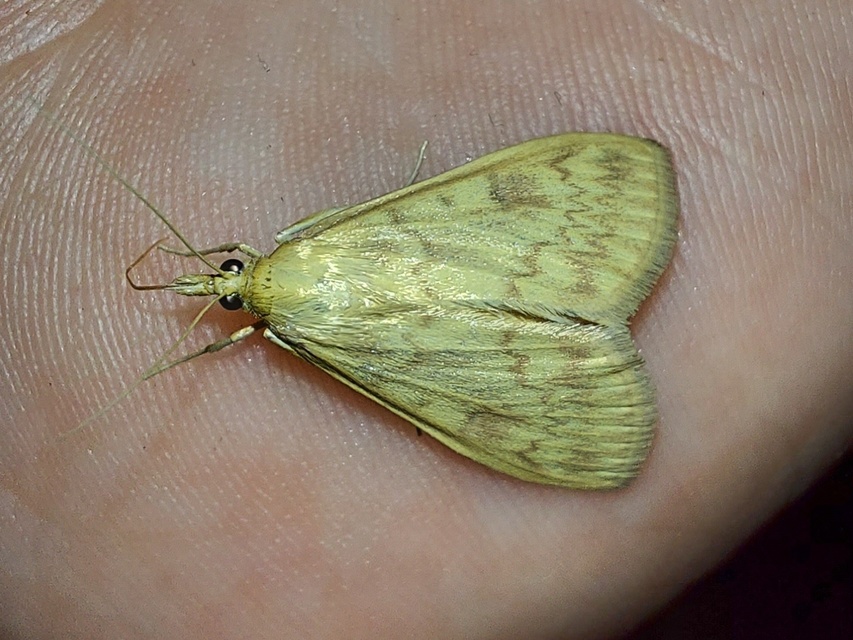 Ostrinia nubilalis - kukoricamoly