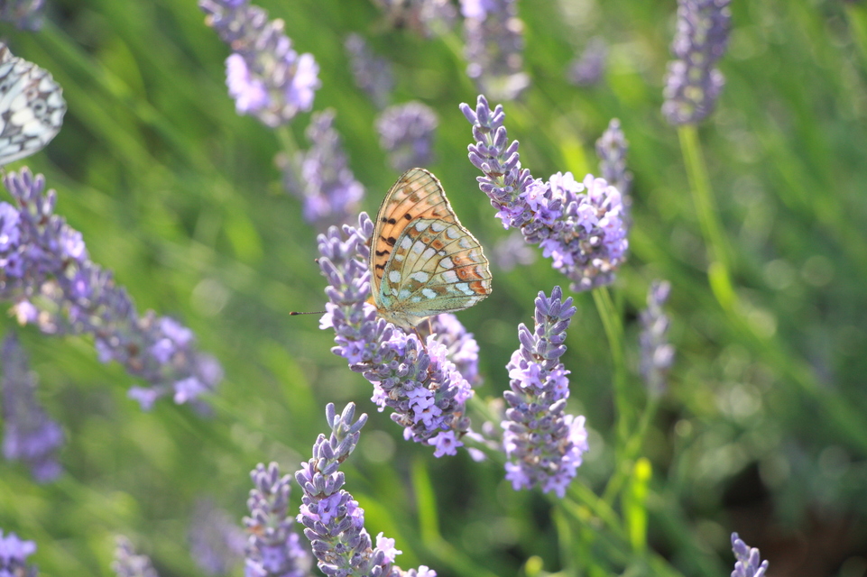 Argynnis adippe - ezüstös gyöngyházlepke