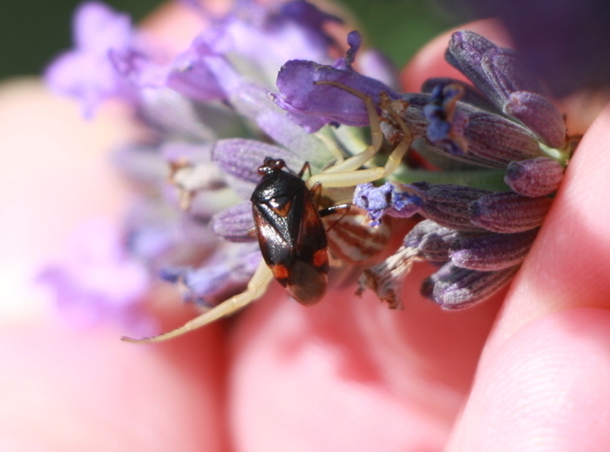 Deraeocoris ruber - vöröses mezeipoloska
