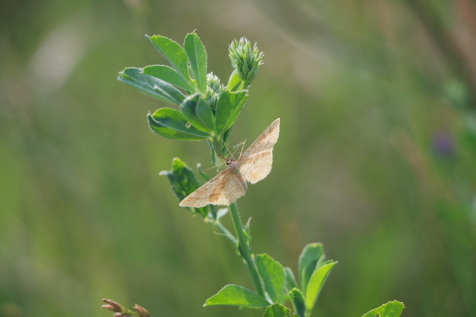 Idaea rufaria - vörhenyes sávosaraszoló