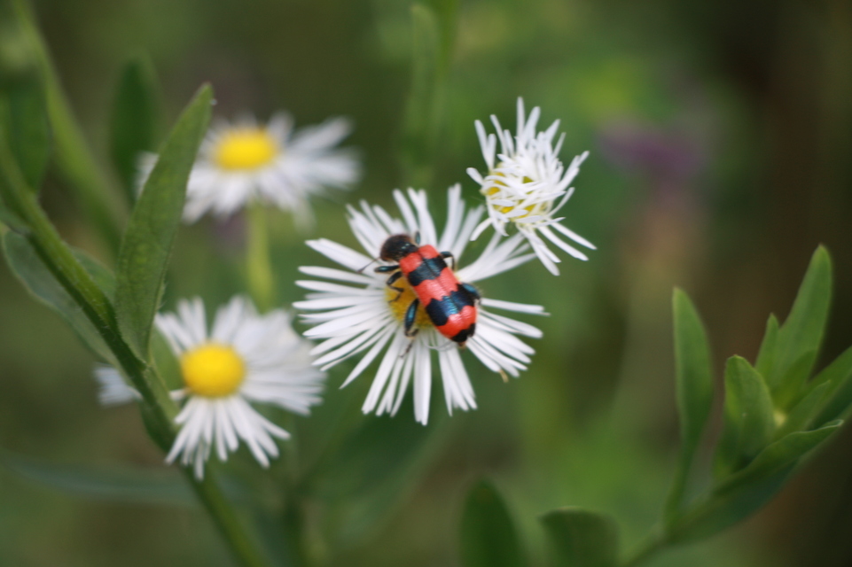 Trichodes apiarius - szalagos méhészbogár