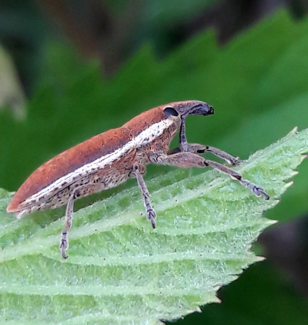 Lixus ochraceus - retek-dudvabarkó