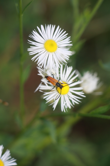 Stictoleptura fulva - vörhenyes virágcincér