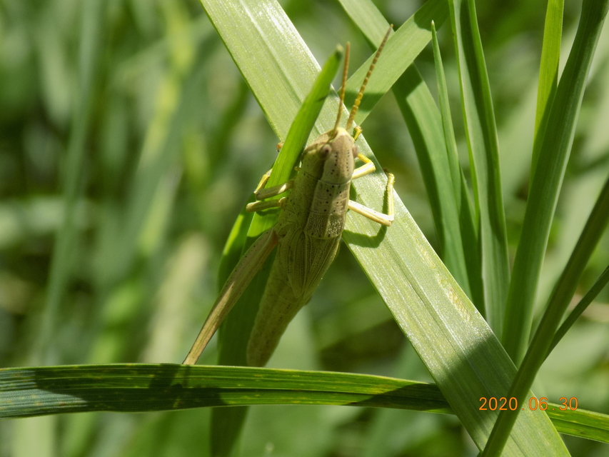 Chrysochraon dispar - aranyos sáska