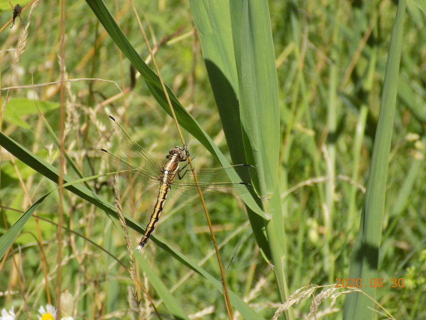 Orthetrum albistylum - fehérfarkú pásztorszitakötő