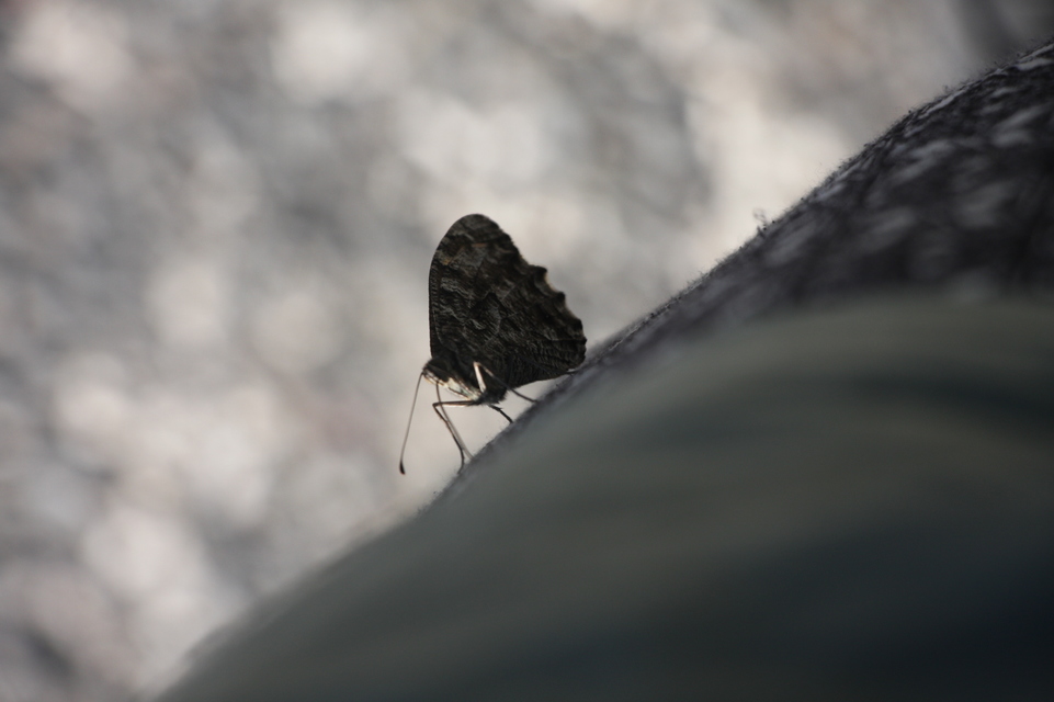 Hipparchia semele - barna szemeslepke