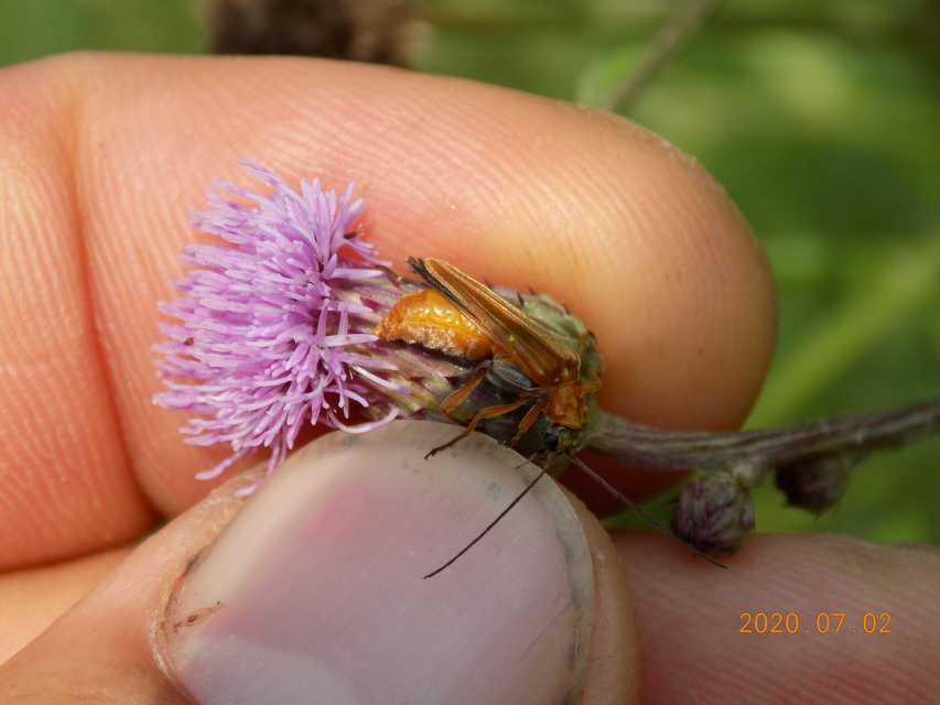Oedemera podagrariae - székfű-álcincér