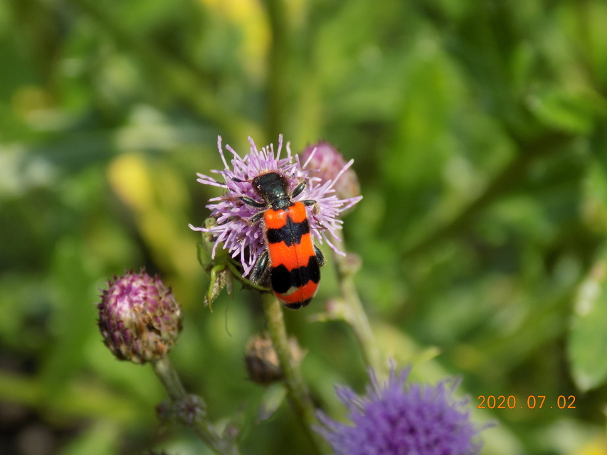 Trichodes apiarius - szalagos méhészbogár