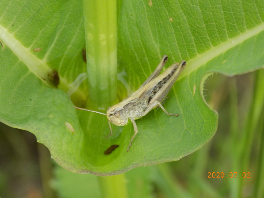 Pseudochorthippus parallelus - közönséges rétisáska