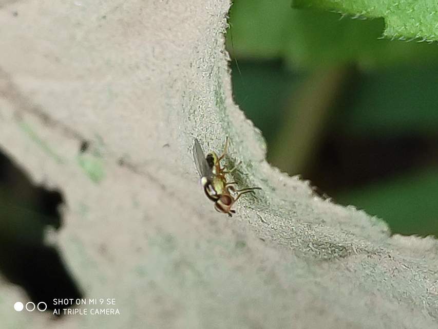 Chloropidae - gabonalegyek