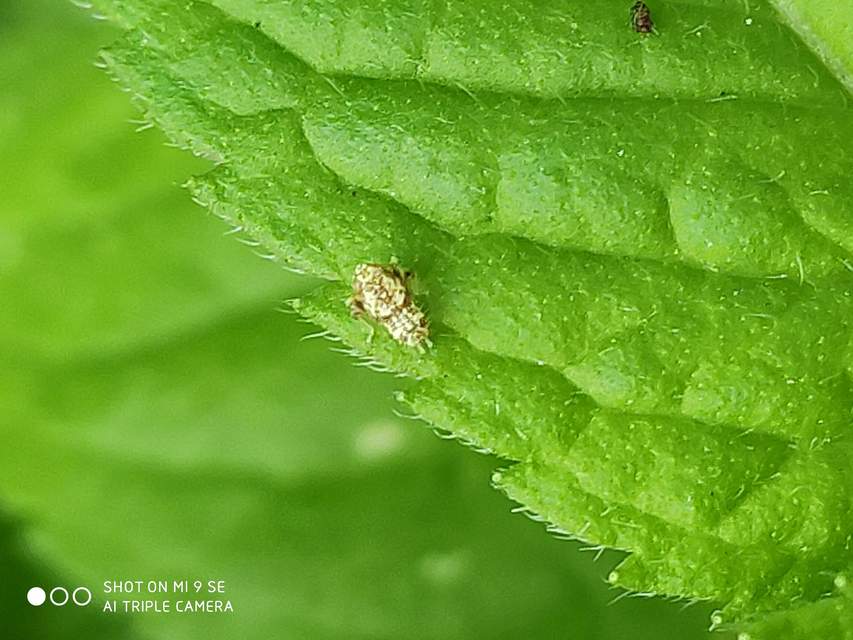 Orientus ishidae