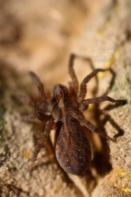 Trochosa
