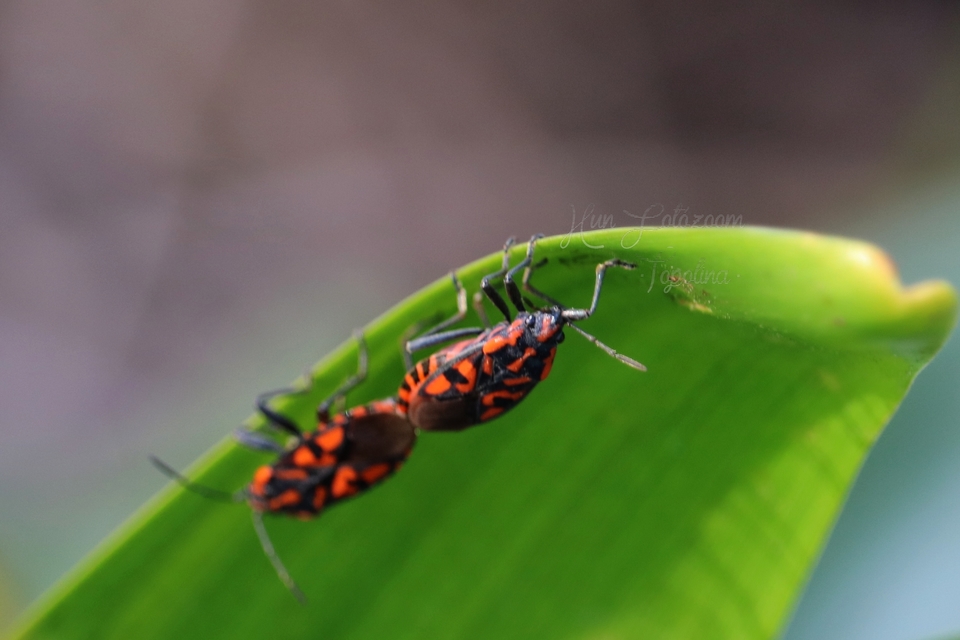 Spilostethus saxatilis - virágbodobács