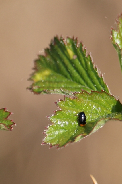 Cryptocephalus chrysopus - sárgavégű zömökbogár