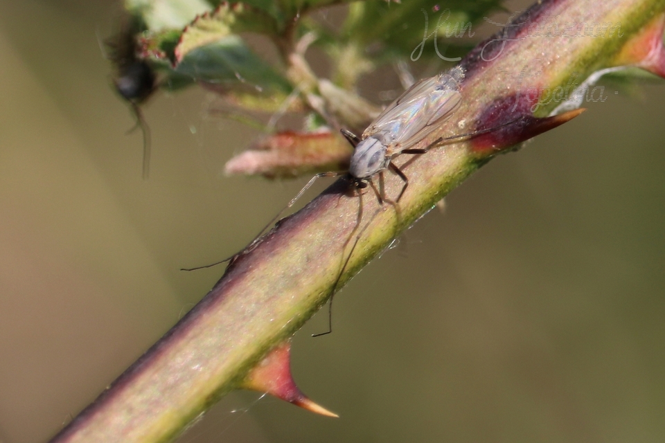 Chironomidae - árvaszúnyogok