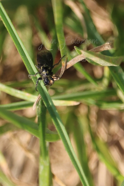 Bibionidae - bársonylegyek