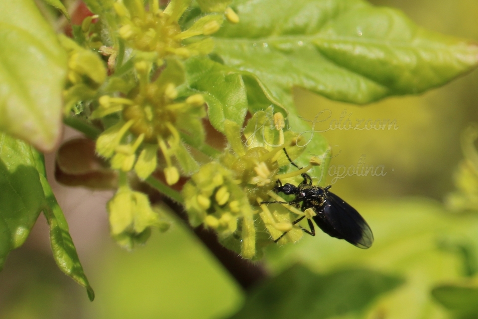 Bibionidae - bársonylegyek