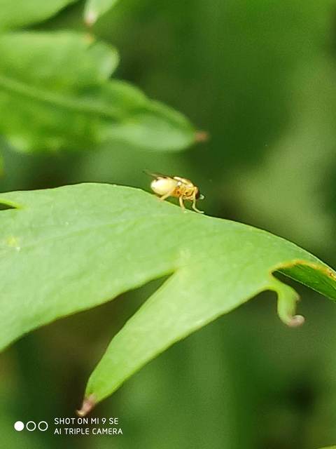 Chloropidae - gabonalegyek
