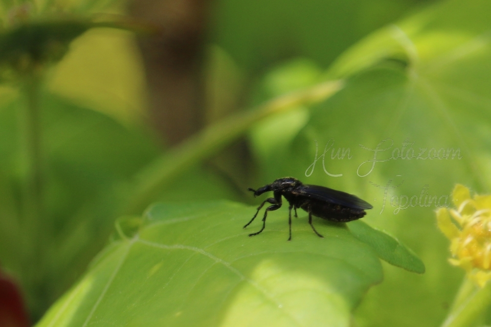 Bibionidae - bársonylegyek