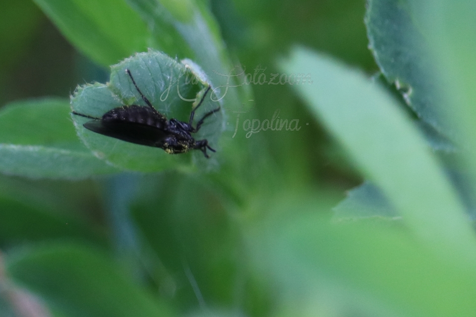 Bibionidae - bársonylegyek