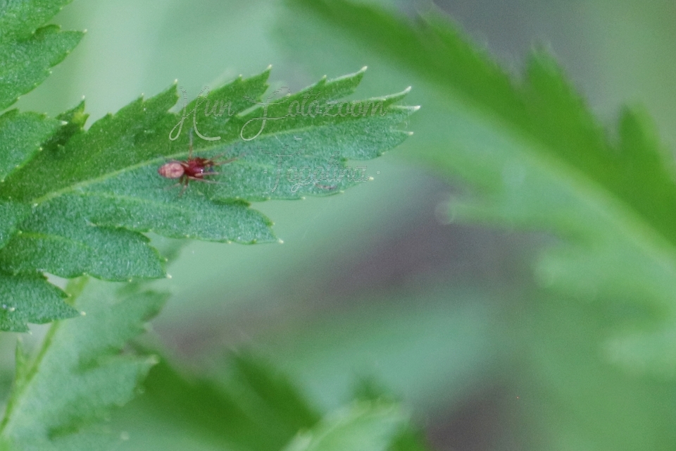 Nigma flavescens - vöröslő hamvaspók