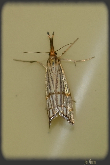Chrysocrambus linetella - déli fűgyökérmoly