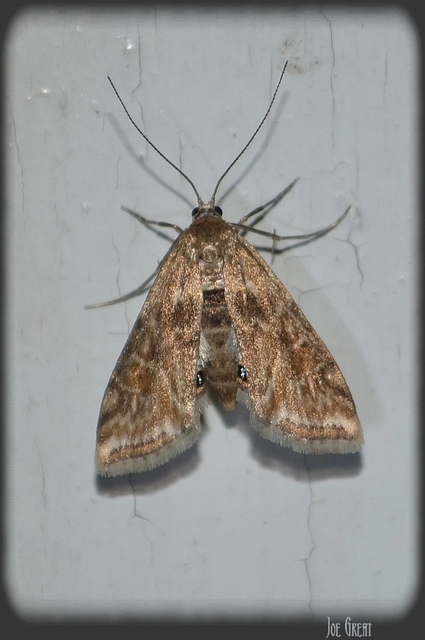 Cataclysta lemnata - békalencsemoly