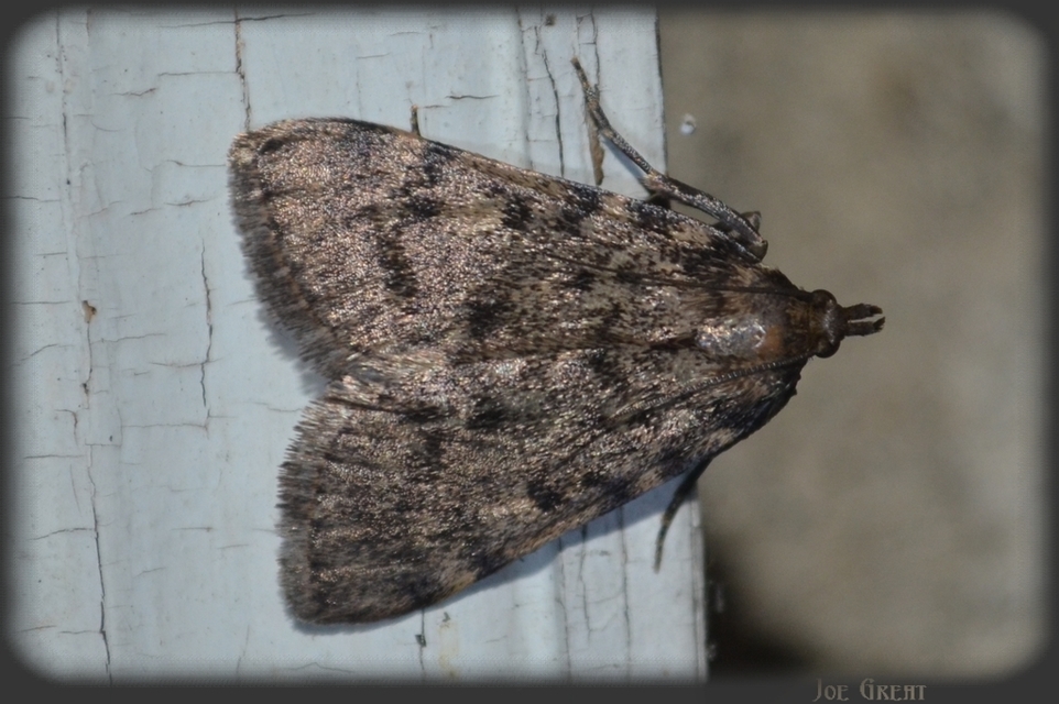 Aglossa pinguinalis - zsiradékmoly