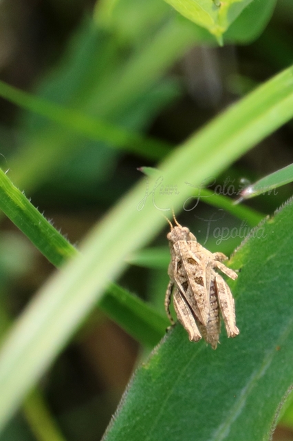 Tetrix bipunctata - kétpettyes tövishátúsáska