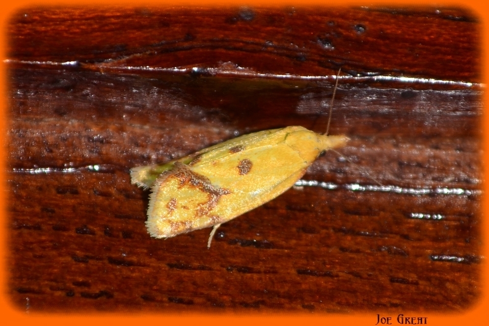 Agapeta hamana - közönséges sárgamoly