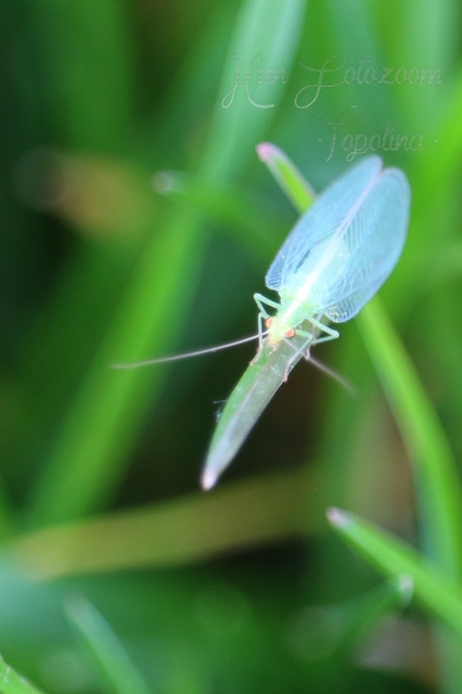 Chrysopidae - zöldfátyolkák