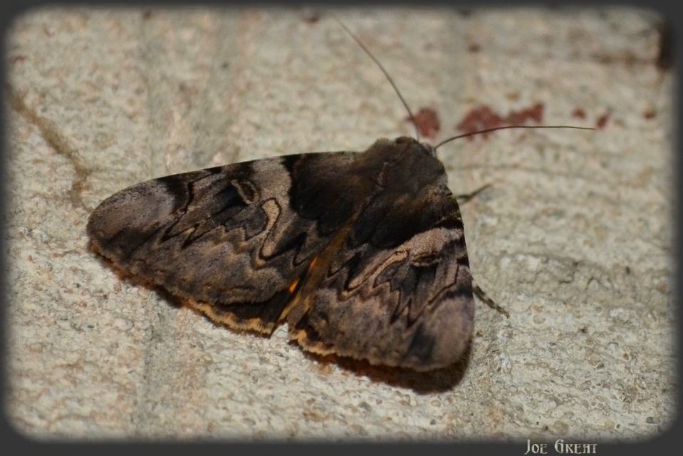 Catocala fulminea - galagonya-övesbagoly