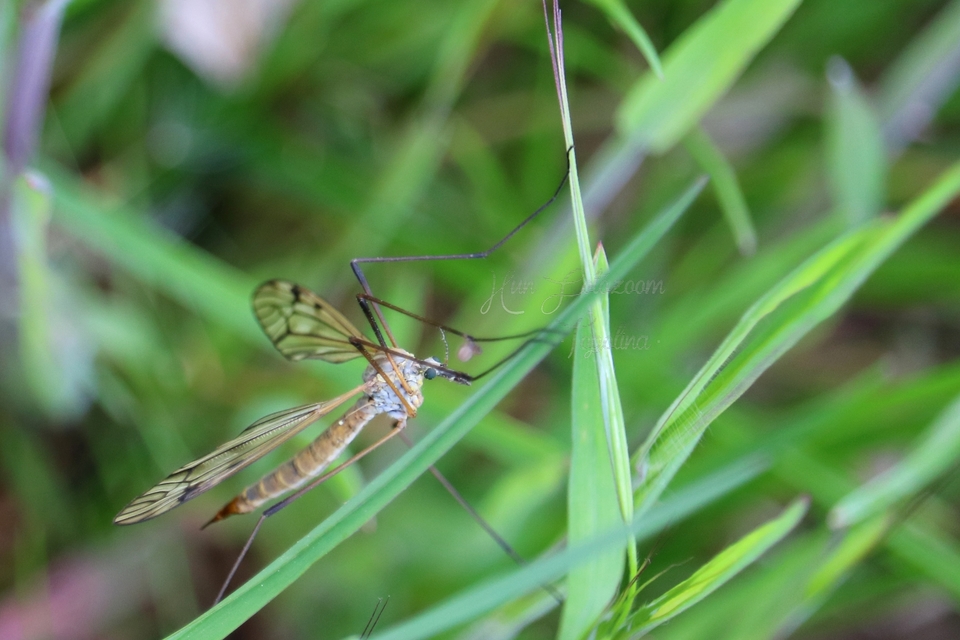 Tipula
