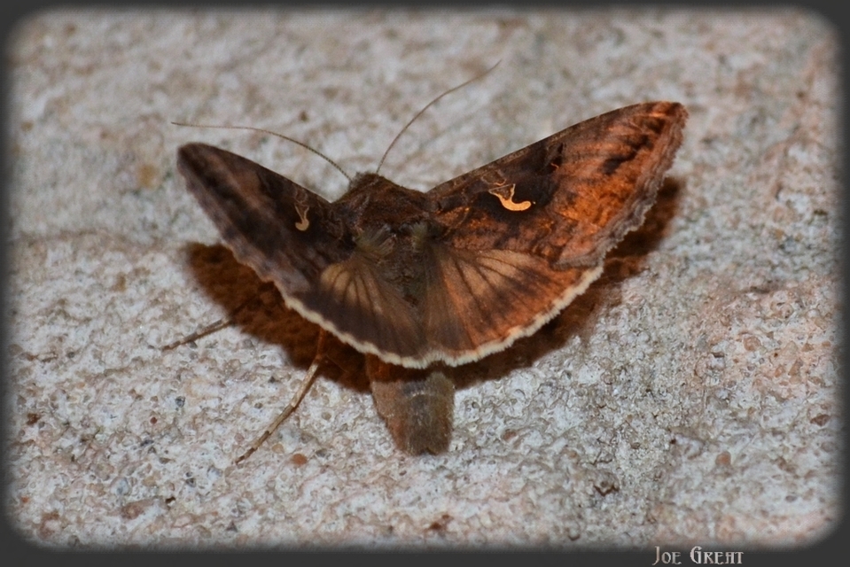 Autographa gamma - gammalepke