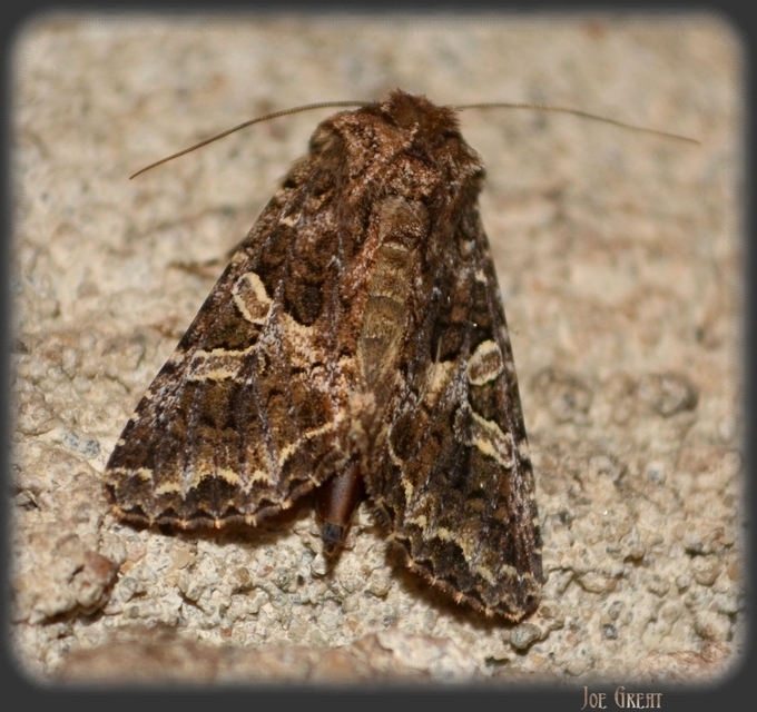 Hadena bicruris/capsincola