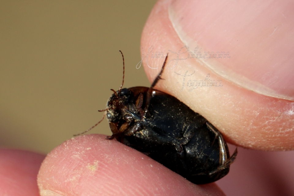 Hydaticus seminiger - fekete mocsáricsíkbogár